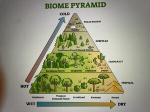 Monday Fact | Biomes pyramid shows life of Earth differently - Learn ...